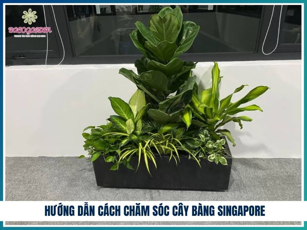 Hướng dẫn cách chăm sóc cây bàng Singapore