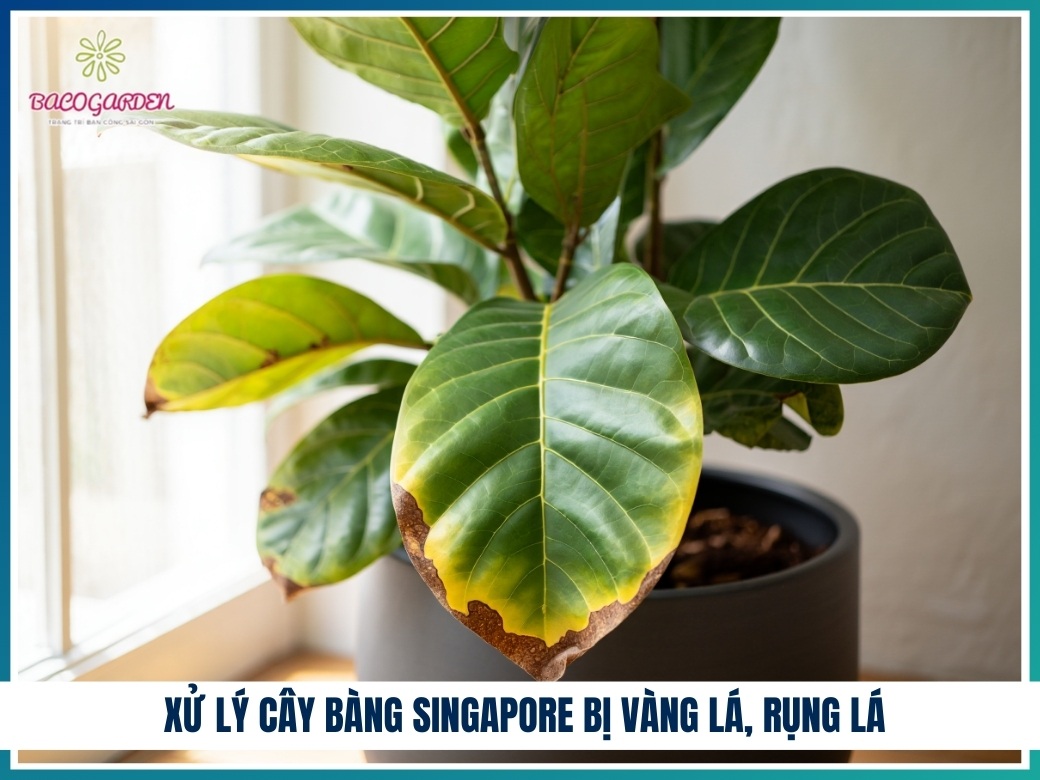Xử lý cây bàng Singapore bị vàng lá, rụng lá