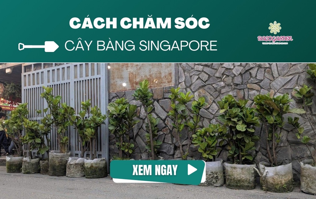 Hướng dẫn cách chăm sóc cây bàng Singapore XANH TỐT