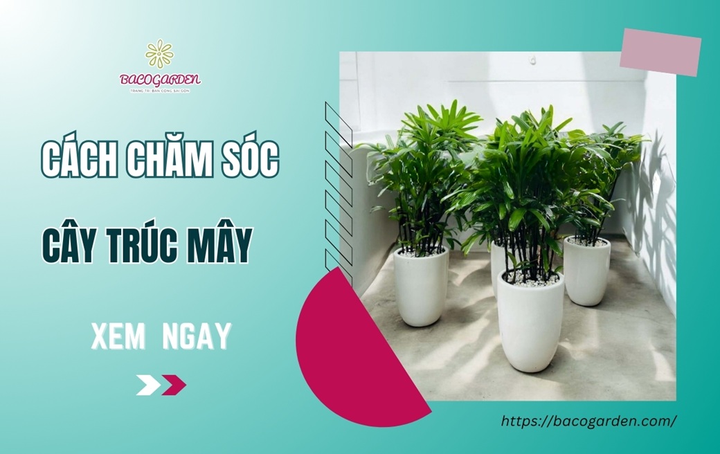Cách chăm sóc cây trúc mây đúng kỹ thuật từ A ĐẾN Z