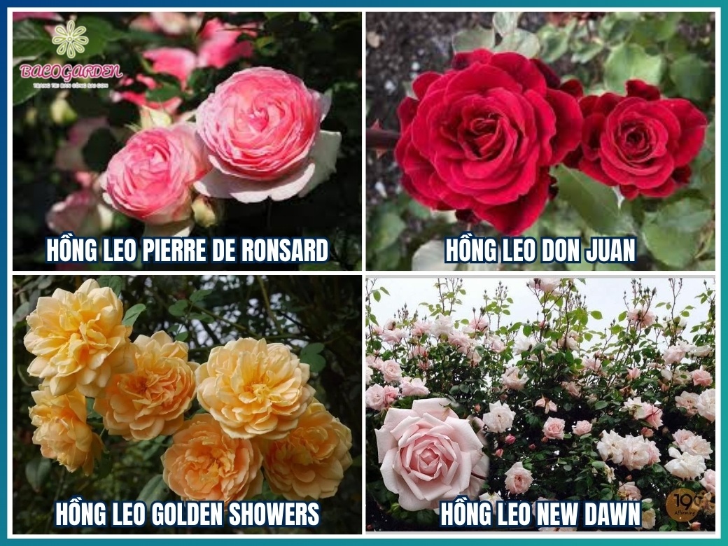 Các loại hoa hồng leo phổ biến