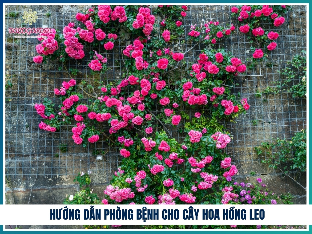Hướng dẫn phòng bệnh cho cây hoa hồng leo