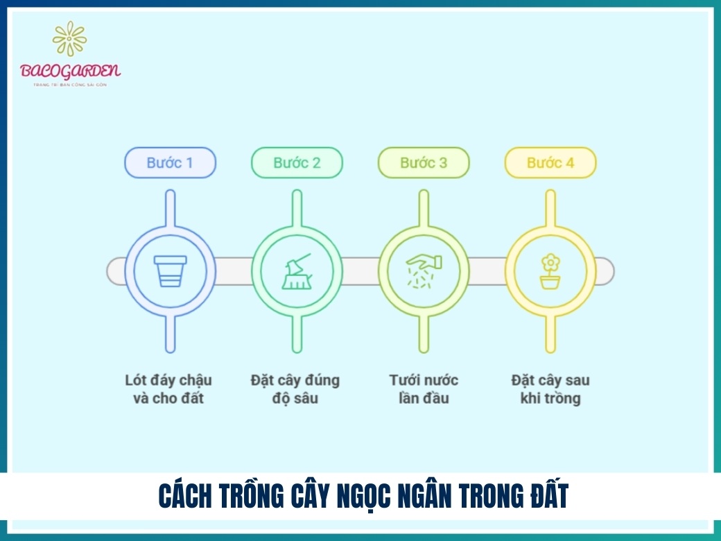 Cách trồng cây ngọc ngân trong đất