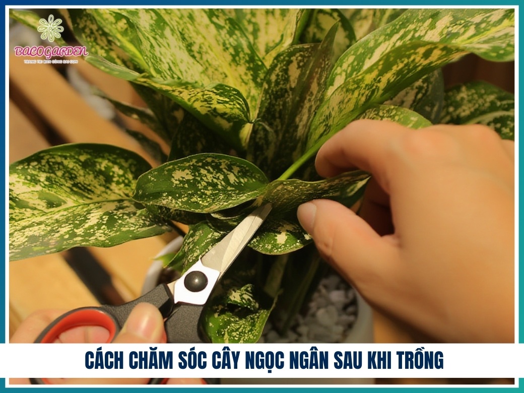 Cách chăm sóc cây ngọc ngân sau khi trồng