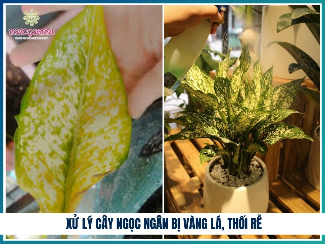 Xử lý cây ngọc ngân bị vàng lá, thối rễ