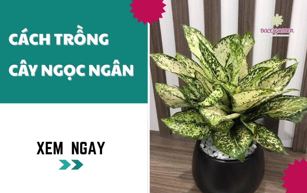 Cách trồng cây ngọc ngân xanh tốt QUANH NĂM tại nhà