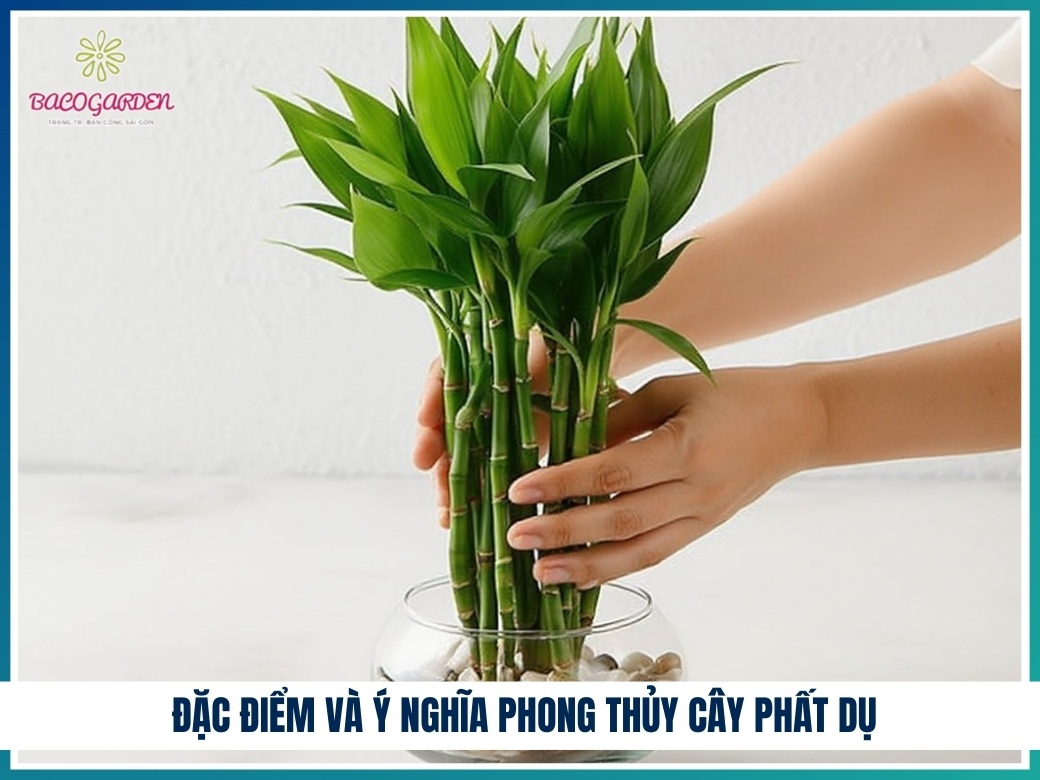 Đặc điểm và ý nghĩa phong thủy cây phất dụ