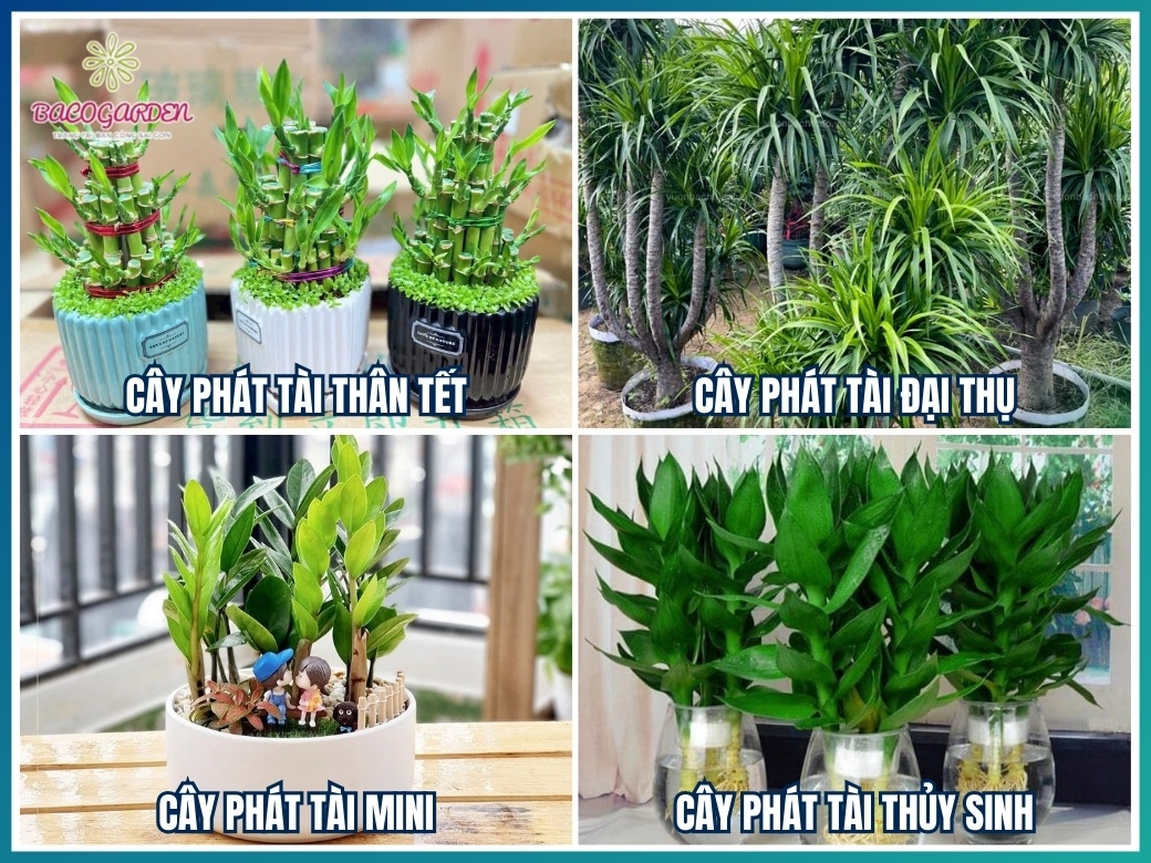 Các loại cây phát tài