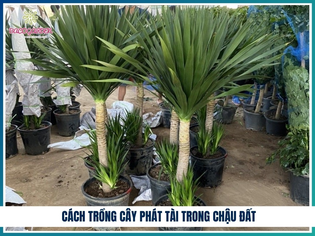 Cách trồng cây phát tài trong chậu đất