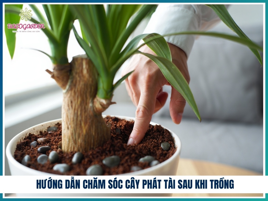 Hướng dẫn chăm sóc cây phát tài sau khi trồng