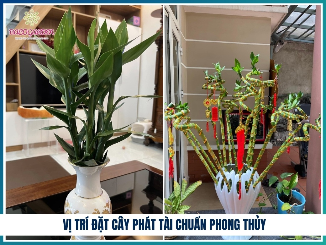 Vị trí đặt cây phát tài chuẩn phong thủy
