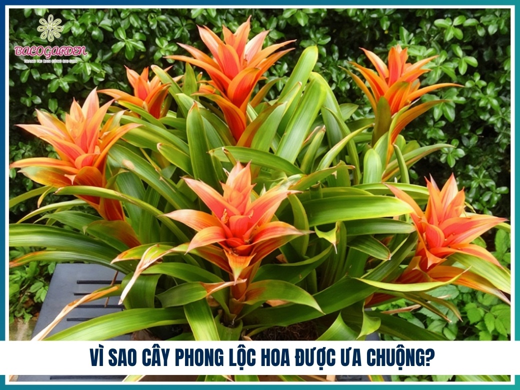 Cây phong lộc hoa vì sao được ưa chuộng?