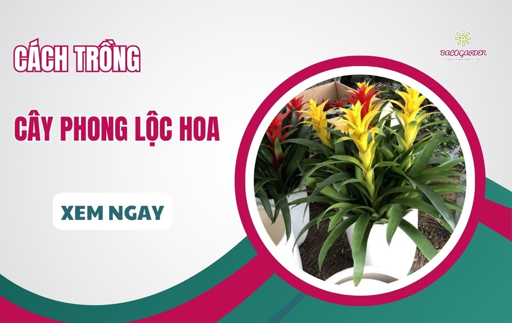 Cách trồng cây phong lộc hoa NỞ ĐẸP không úng rễ