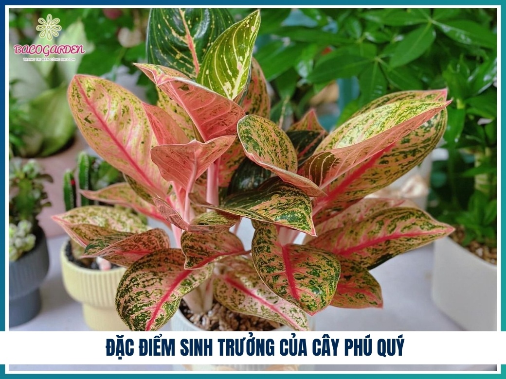 Đặc điểm sinh trưởng của cây phú quý