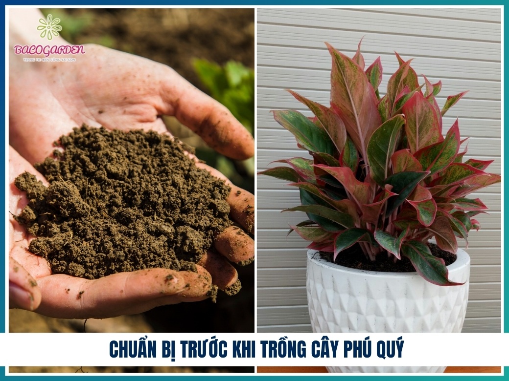 Chuẩn bị trước khi trồng cây phú quý