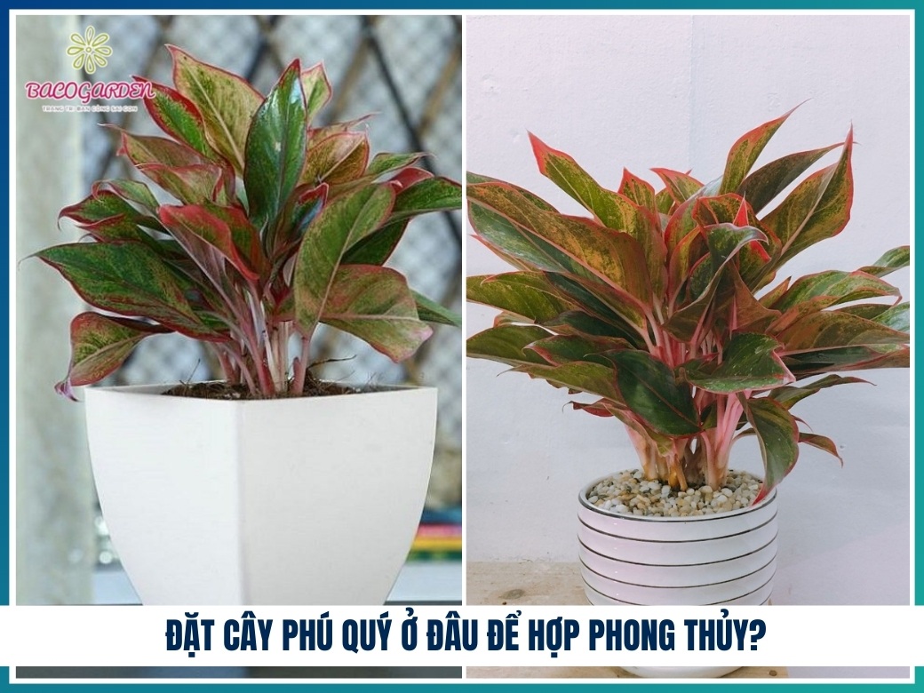 Đặt cây phú quý ở đâu để hợp phong thủy?