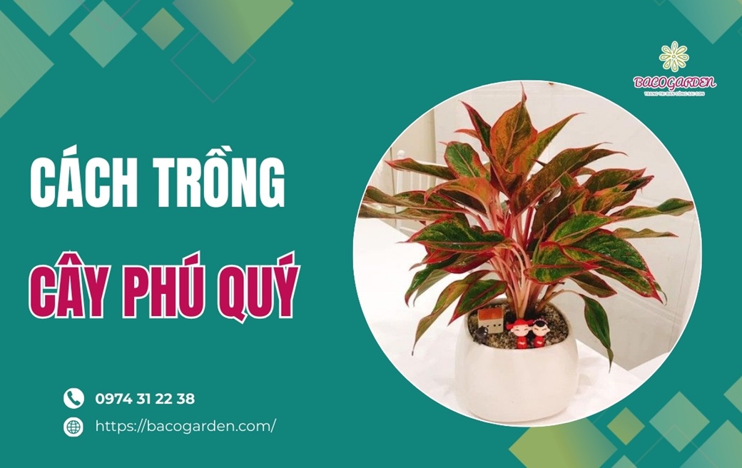 Cách trồng cây phú quý XANH TỐT đúng kỹ thuật từ A ĐẾN Z