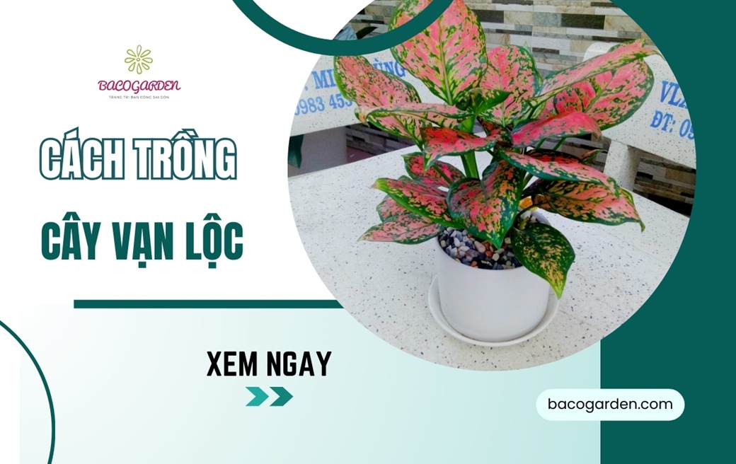 Cách trồng cây vạn lộc đúng kỹ thuật xanh tốt TẠI NHÀ