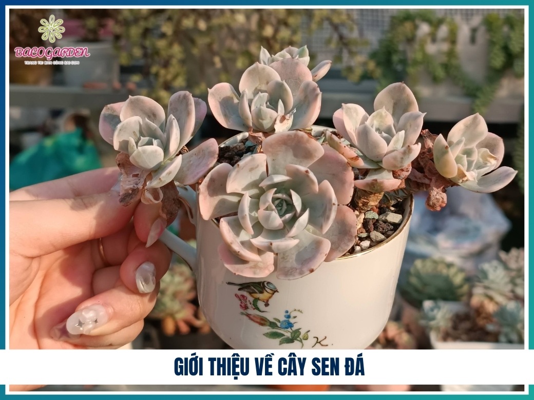 Giới thiệu về cây sen đá