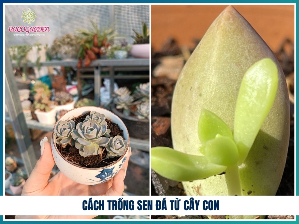 Cách trồng sen đá từ cây con