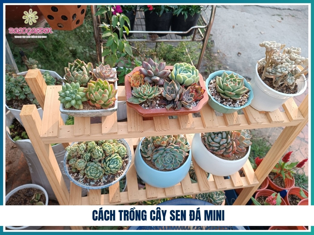 Cách trồng cây sen đá mini