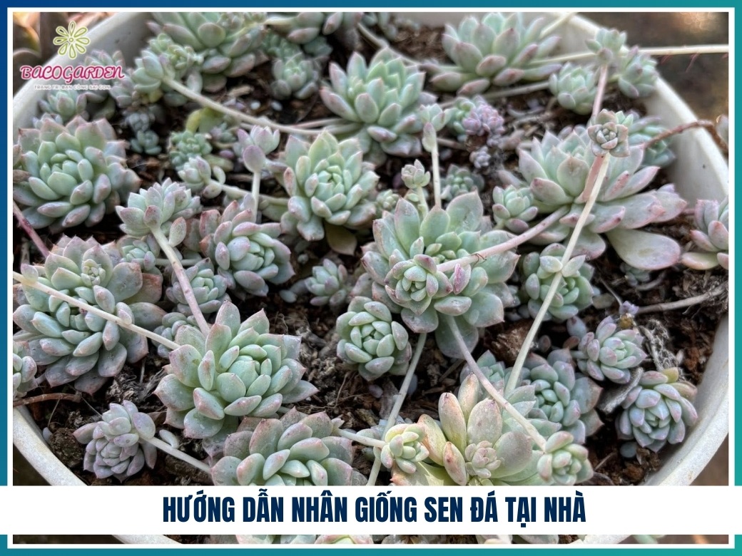 Hướng dẫn nhân giống sen đá tại nhà