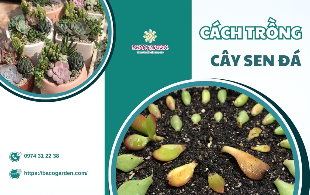 Hướng dẫn cách trồng cây sen đá tại nhà từ A ĐẾN Z