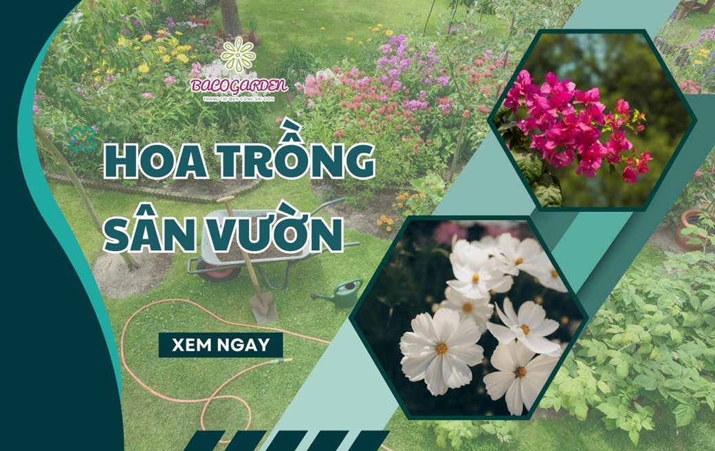 TOP 15 loại hoa trồng sân vườn đẹp DỄ CHĂM nở quanh năm