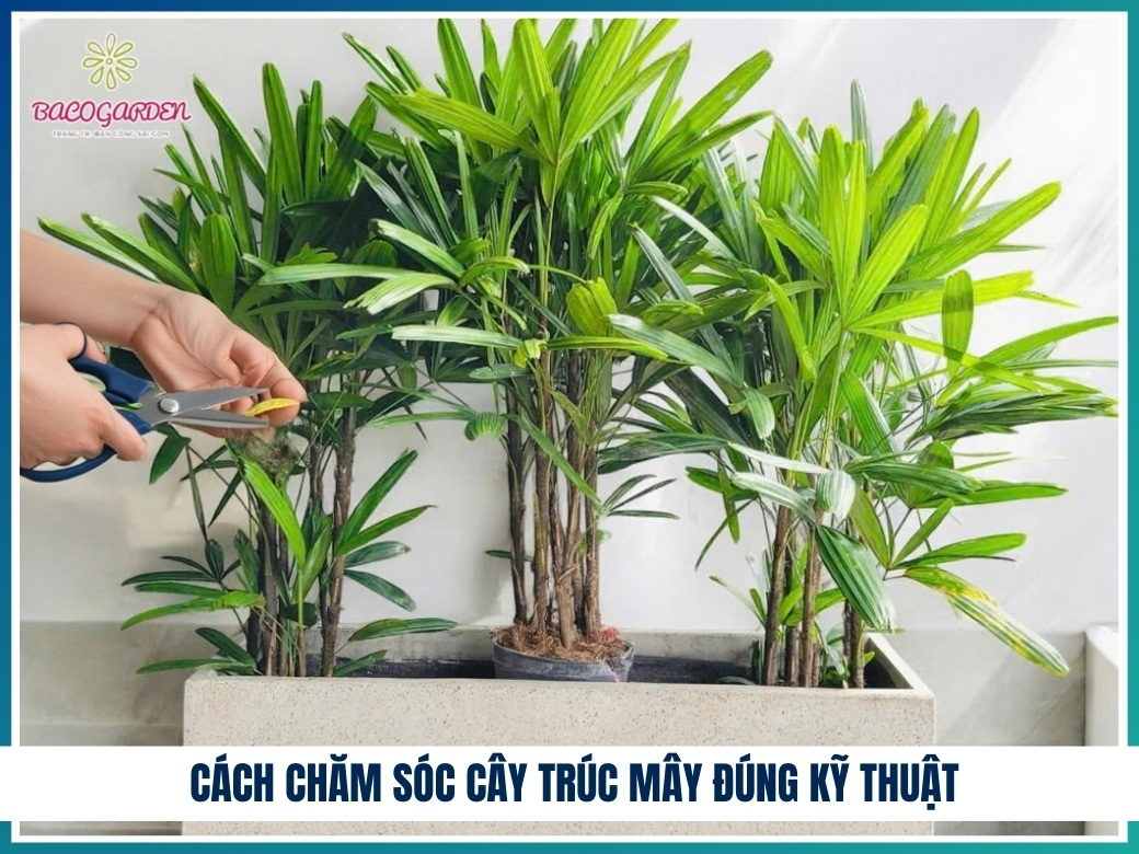 Cách chăm sóc cây trúc mây đúng kỹ thuật