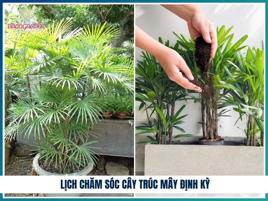 Lịch chăm sóc cây trúc mây định kỳ