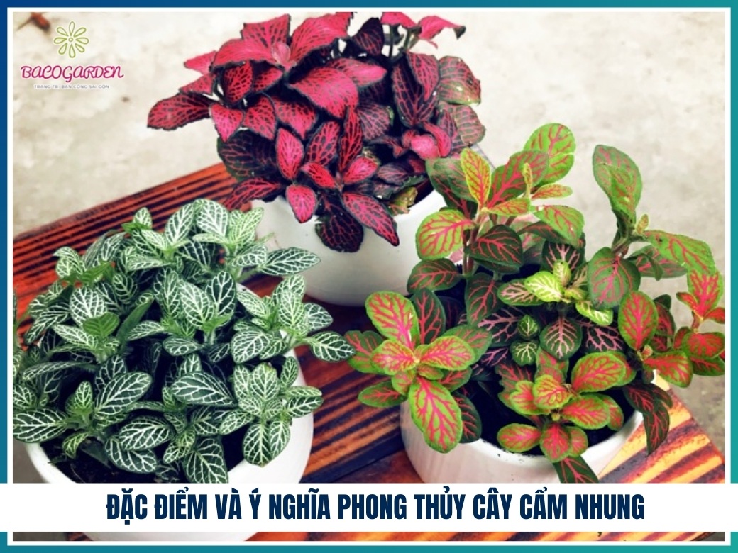 Đặc điểm và ý nghĩa phong thủy cây cẩm nhung