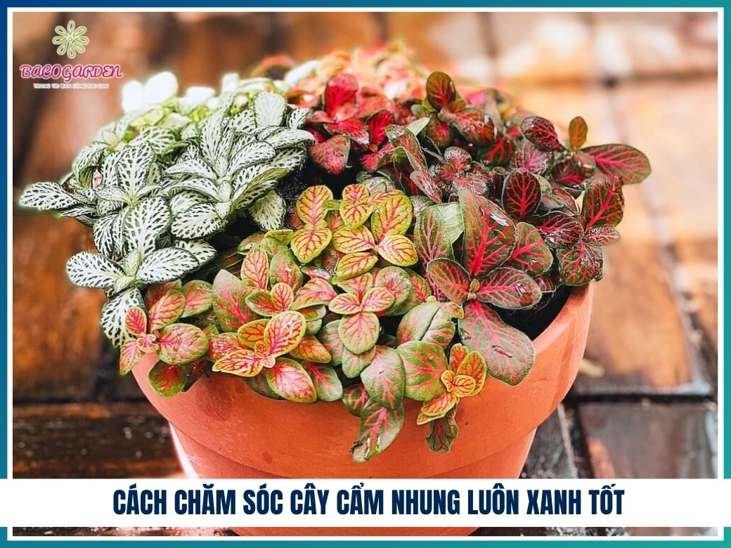 Cách chăm sóc cây cẩm nhung luôn xanh tốt