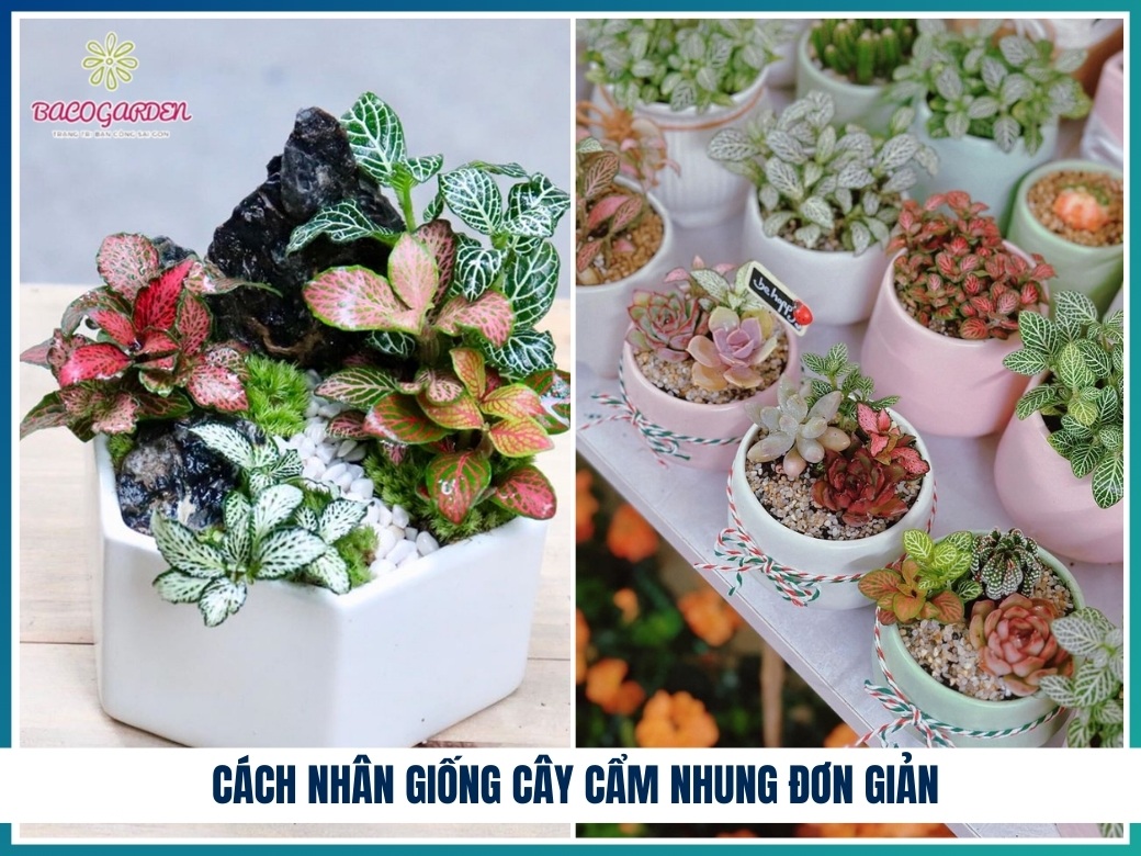 Cách nhân giống cây cẩm nhung đơn giản