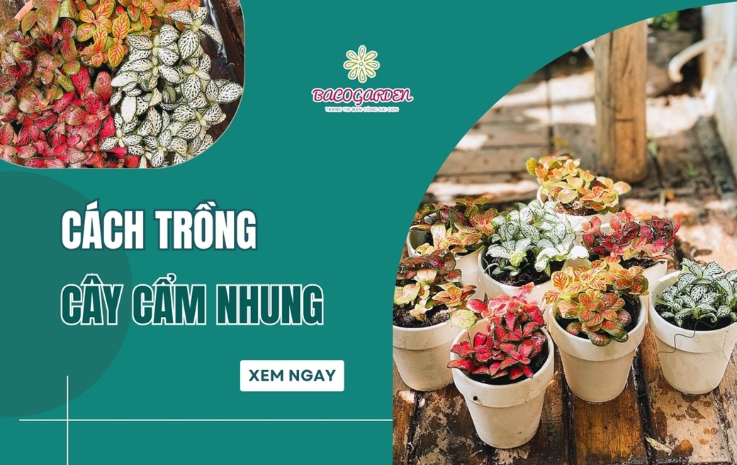 Cách trồng cây cẩm nhung ĐƠN GIẢN đúng kỹ thuật tại nhà