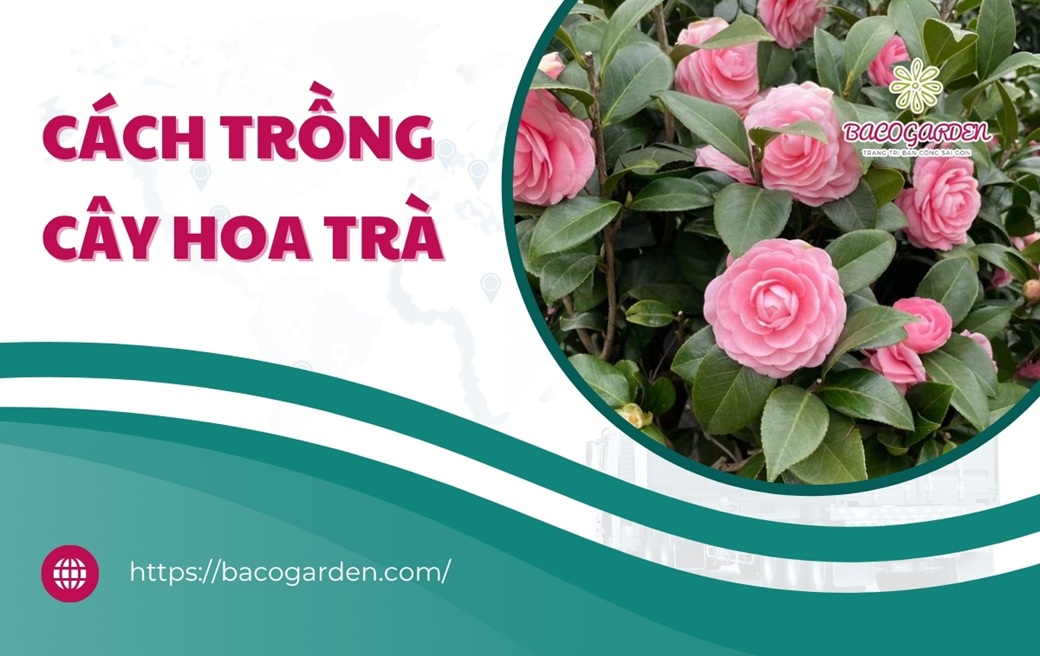 Cách trồng cây hoa trà đúng kỹ thuật nở đẹp LÂU TÀN