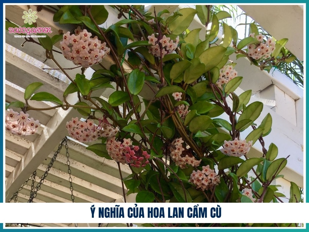 Ý nghĩa của hoa lan cẩm cù