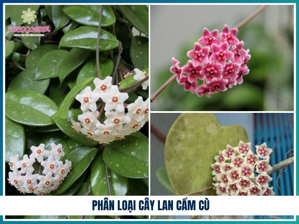 Phân loại cây lan cẩm cù