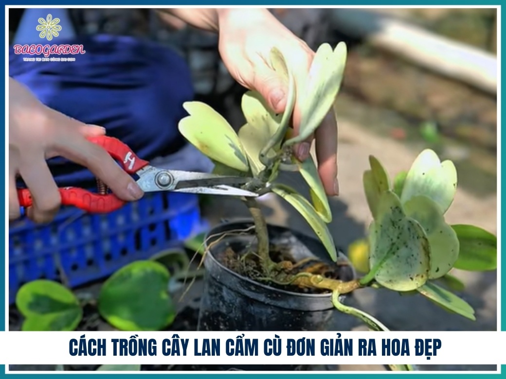 Cách trồng cây lan cẩm cù đơn giản ra hoa đẹp