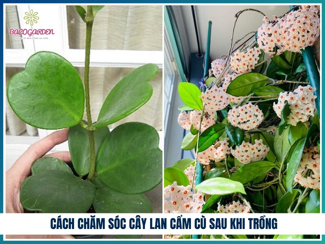 Cách chăm sóc cây lan cẩm cù sau khi trồng
