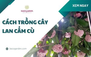 Cách trồng cây lan cẩm cù ra hoa đẹp | Hướng dẫn CHI TIẾT