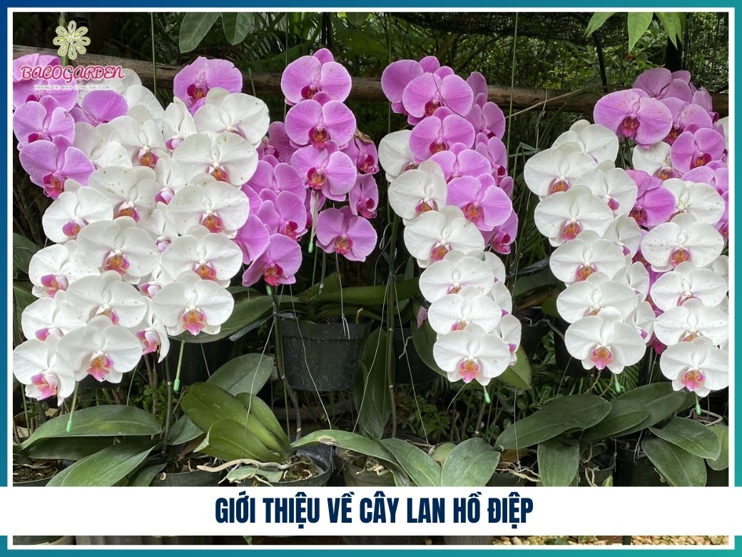Giới thiệu về cây lan hồ điệp