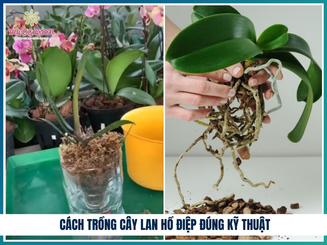 Cách trồng cây lan hồ điệp đúng kỹ thuật