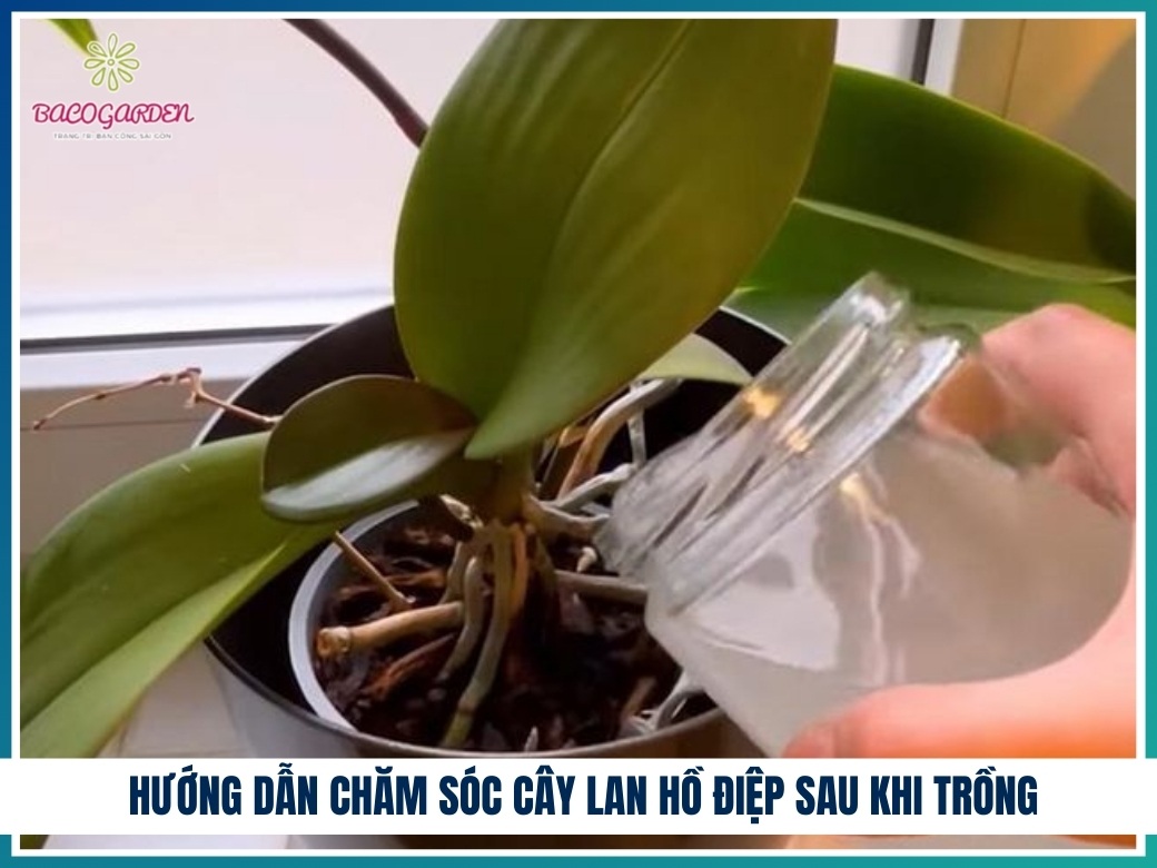 Hướng dẫn chăm sóc cây lan hồ điệp sau khi trồng