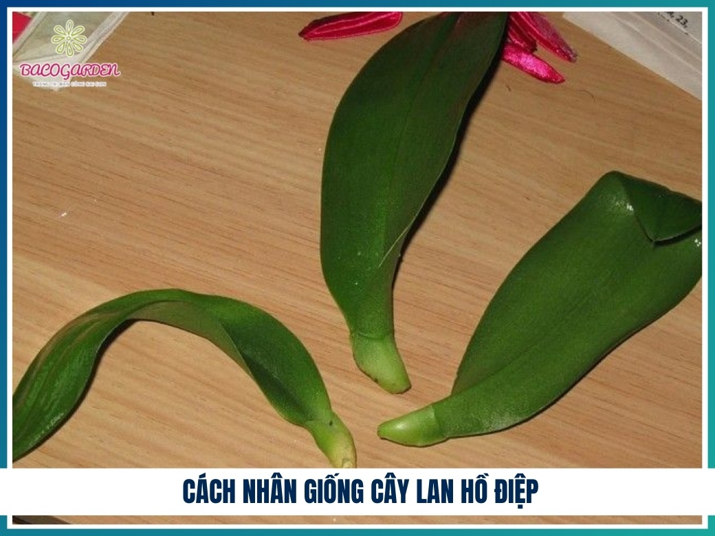 Mẹo kích thích cây lan hồ điệp mau ra hoa