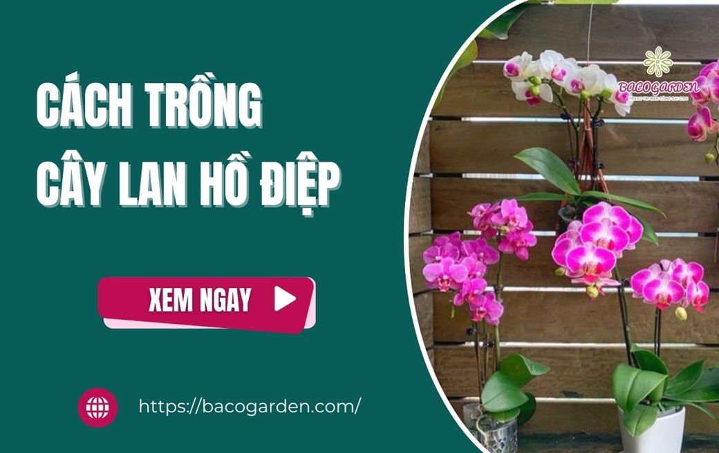 Cách trồng cây lan hồ điệp ra hoa ĐẸP và khỏe mạnh