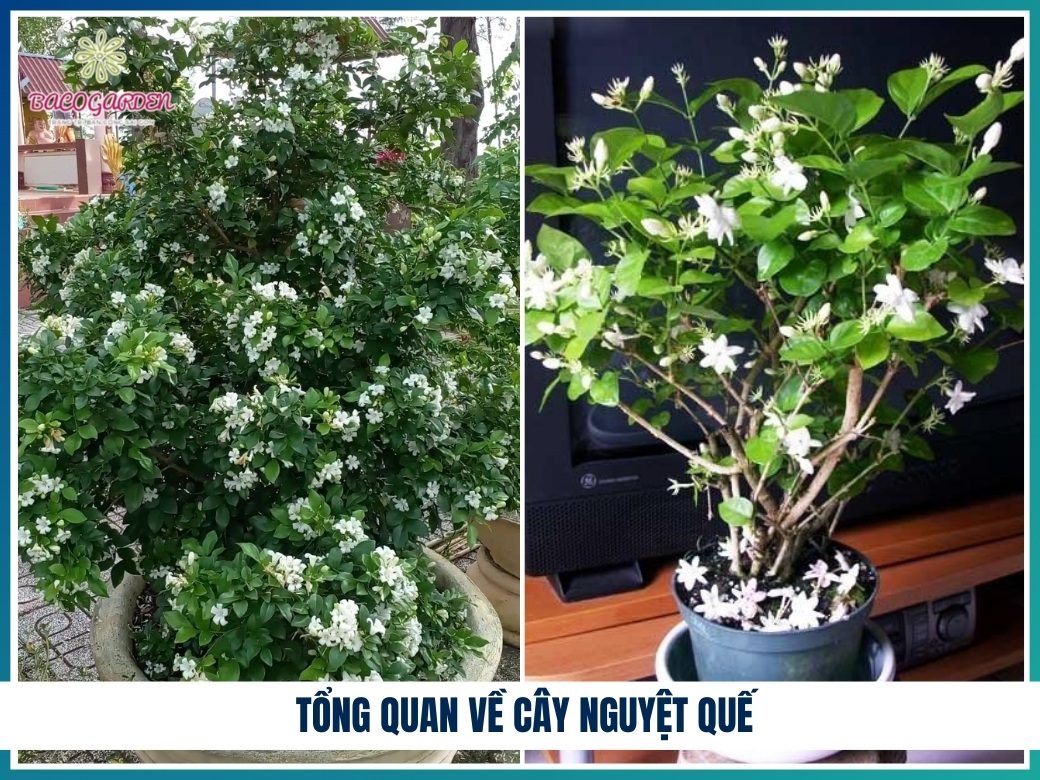 Tổng quan về cây nguyệt quế