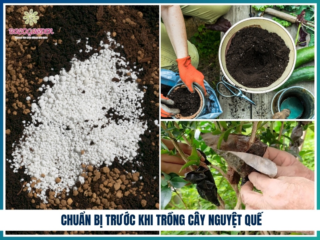 Chuẩn bị trước khi trồng cây nguyệt quế