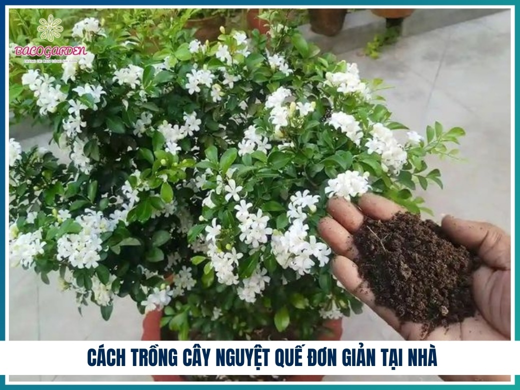 Cách trồng cây nguyệt quế đơn giản tại nhà