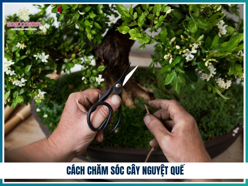 Cách chăm sóc cây nguyệt quế