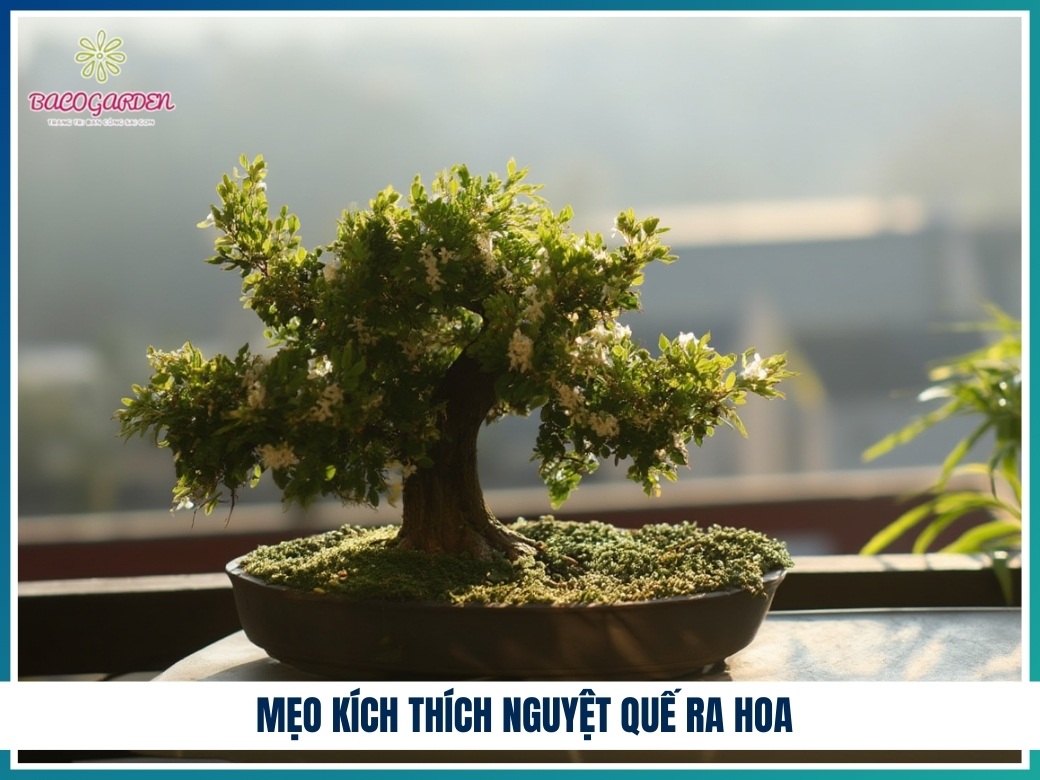 Mẹo kích thích nguyệt quế ra hoa
